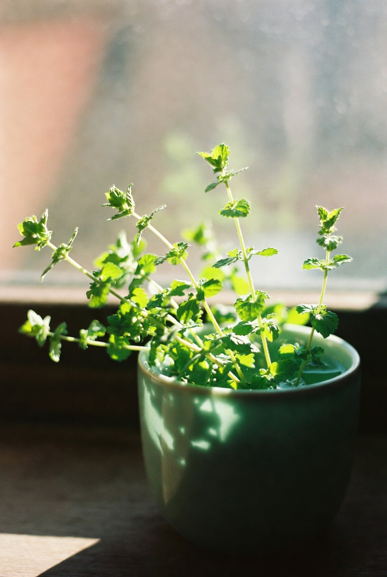 Spring in Traditional Chinese Medicine: How to Support Your Liver Qi This Season